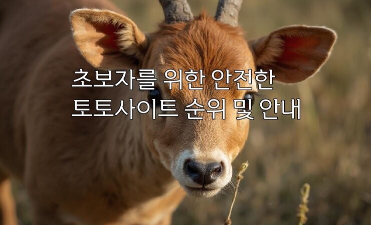 초보자를 위한 안전한 토토사이트 순위 및 안내