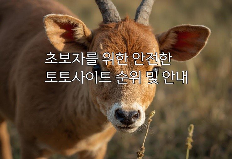 초보자를 위한 안전한 토토사이트 순위 및 안내