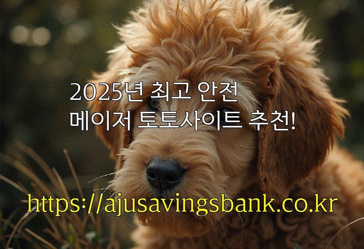 2025년 최고 안전 메이저 토토사이트 추천!