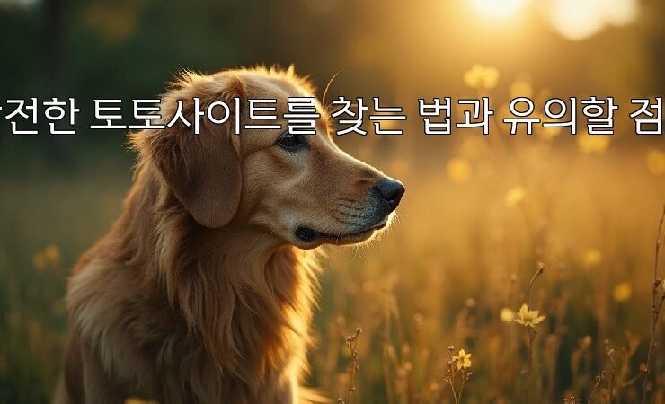 안전한 토토사이트를 찾는 법과 유의할 점들